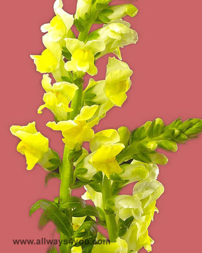 Snapdragon Yellow Flowers