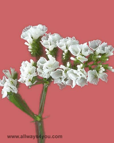 Statice Snow Bird Flowers