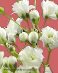 Gypsophia Snow White Flowers