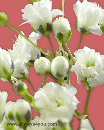 Gypsophia Snow White Flowers