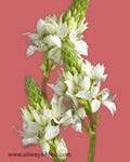 Star Of Bethlehem Flowers