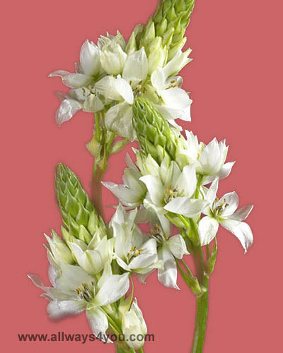 Star Of Bethlehem Flowers
