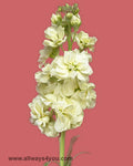 Stock Cream Flowers