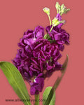Stock Dark Pink Flowers