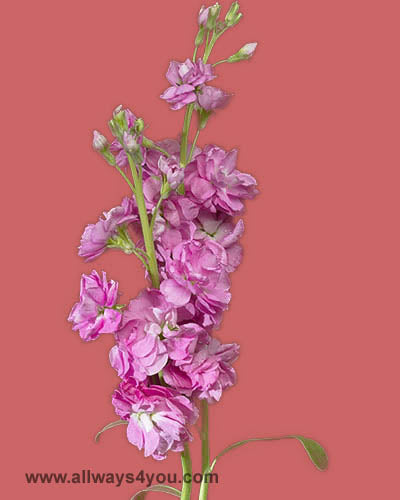 Stock Hot Pink Flowers
