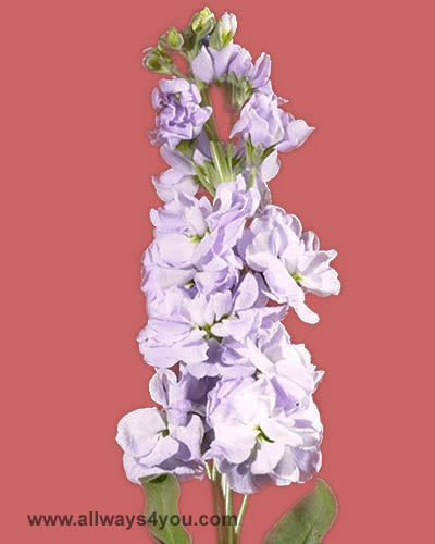 Stock Levender Flowers