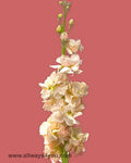 Stock Pink Flowers