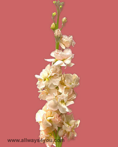 Stock Pink Flowers
