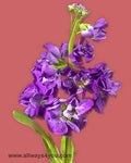 Stock Purple Flowers
