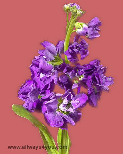 Stock Purple Flowers