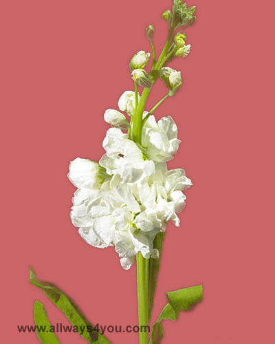 Stock White Flowers