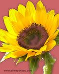 SunBrite Flowers