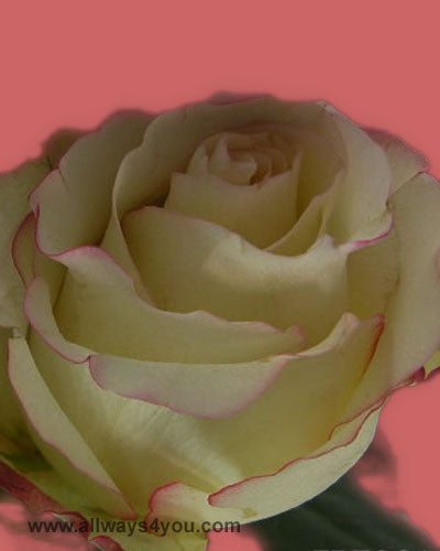 Roses Sweetnes Flowers
