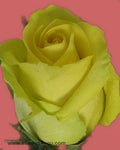 Roses Tara Flowers