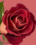 Roses Tiger Tail Flowers