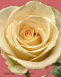 Roses Timeless Flowers