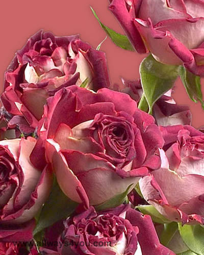 Spray Rose Tiramisu Flowers