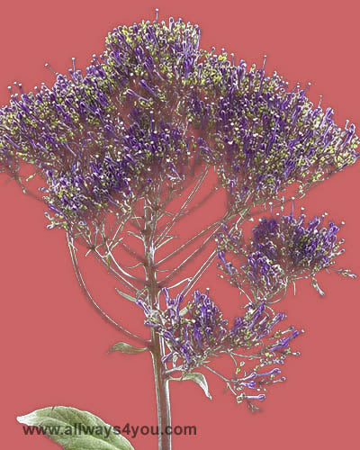 Trachelium Purple Flowers