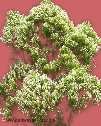 Trachelium White Flowers