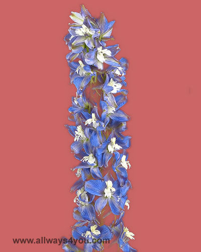 Delphinium Trick Blue Flowers