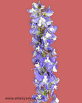 Delphinium Trick Lavender Flowers