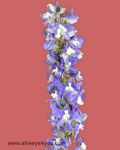 Delphinium Trick Lavender Flowers
