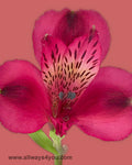 Alstroemeria-Valentine Flowers-646 208-9995