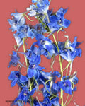 Delphinium Volkerfrieden Flowers