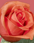 Roses Voodo Flowers
