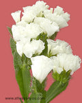 Larkspur White Flowers