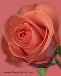 Roses Wow Flowers