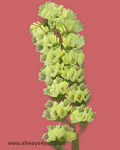 Statice Yellow Flowers