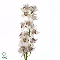 CYMBIDIUM ,Baltic Star Perfection
