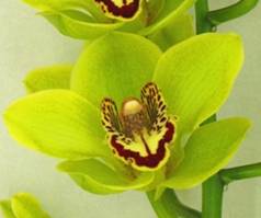 November Green ,CYMBIDIUMS