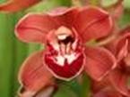 Red Baker  ,CYMBIDIUMS at wholesale  price