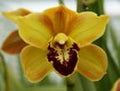 Florisun Vera,CYMBIDIUMS wholesale