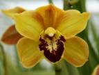 Florisun Vera,CYMBIDIUMS wholesale