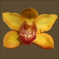 Esther CYMBIDIUMS, call jacob for prices at 646-208-9995