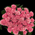 Rose:Wholesale Pink Roses 100 stems