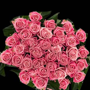 Rose:Wholesale Pink Roses 100 stems