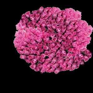 Whole sale:Roses dark pink 100 Beautiful stems