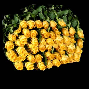 wholesale-buy in bulk fresh Cut yellow roses