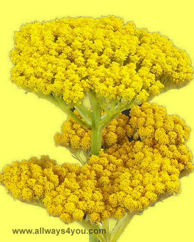 Achillea yellow,Roses Flowers,Wholesale Brooklyn, New York,call jacob at 646-208-9995