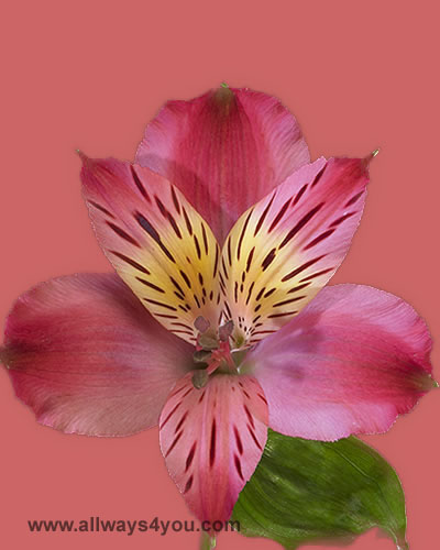 Alstroemeria-Chapeau Flowers- wholesale flower shop- 646-208-9995