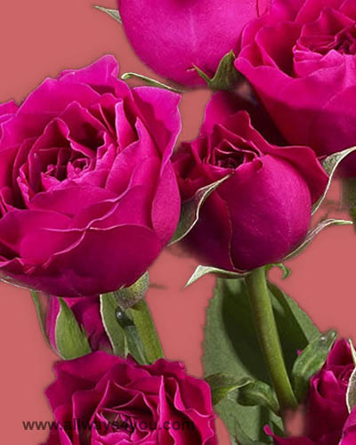 Allways4You: Spray Rose Hot Majolica Flowers